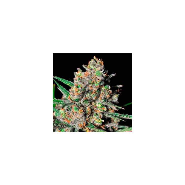 Samsara Green Love Potion