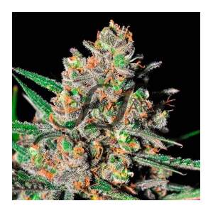 Samsara Green Love Potion