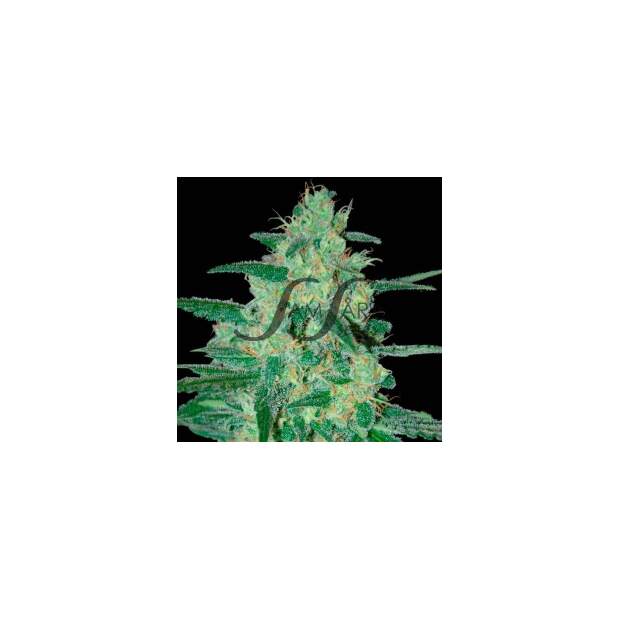 Samsara Holy Grail 69