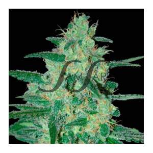 SamSara Holy Grail 69