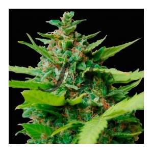 Samsara Kiss Dragon