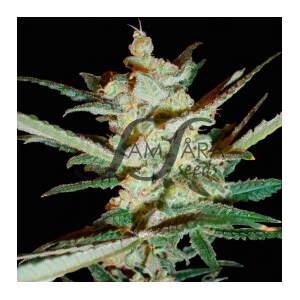 SamSara Supersonic Cristal Storm Auto