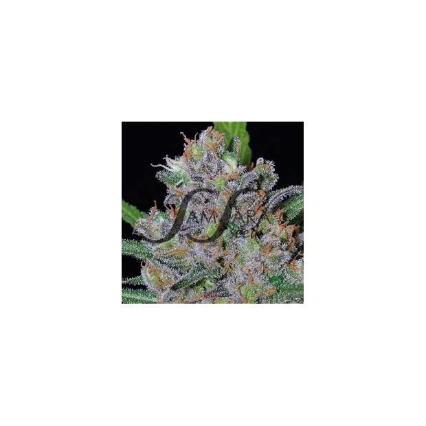 SamSara Sweet Black Angel