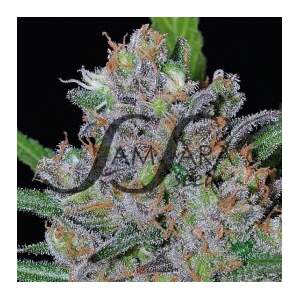 Samsara Sweet Black Angel