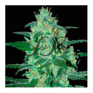 SamSara Thunder Bloody Mary Auto