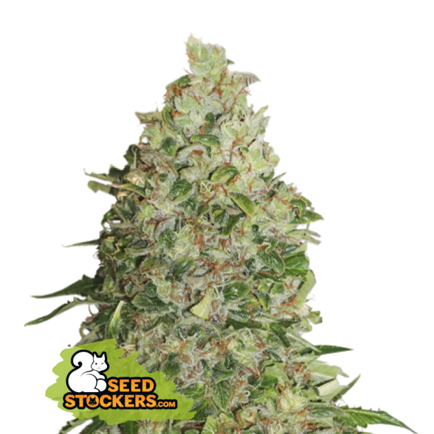 Seedstockers Bcn Critical XXL