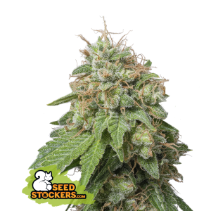 Seedstockers Green Crack Auto
