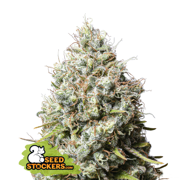 Seedstockers Jack Herer