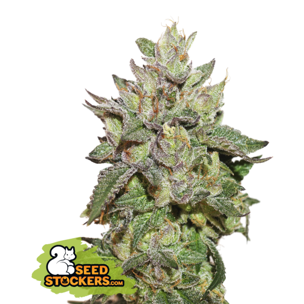 Seedstockers Wedding Cake