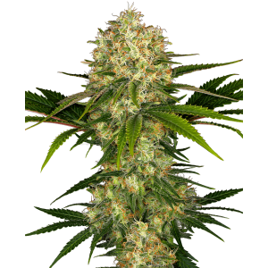 Sensi Seeds Afghani #1