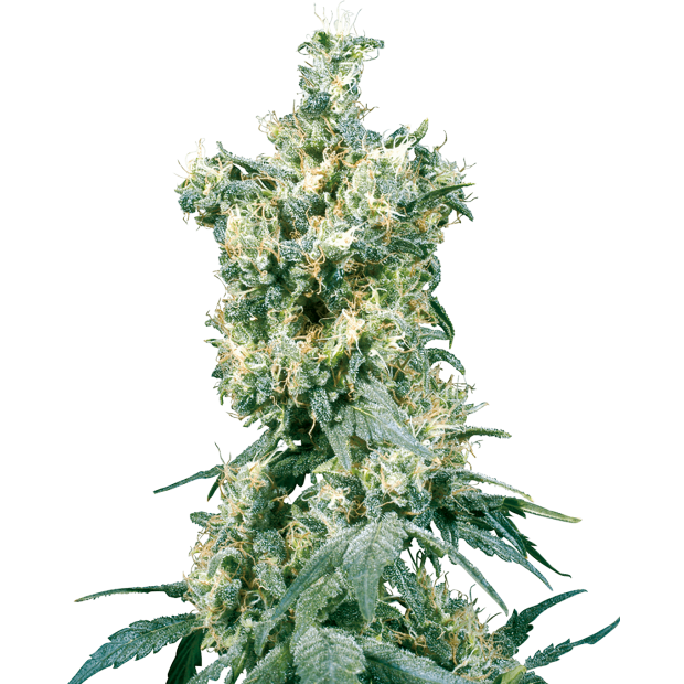 Sensi Seeds American Dream