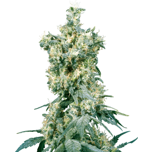 Sensi Seeds American Dream