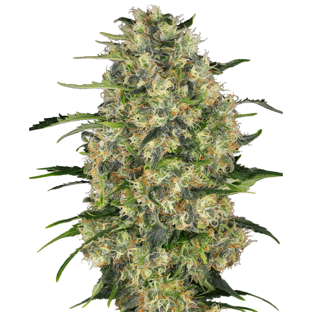 Sensi Seeds Black Domina