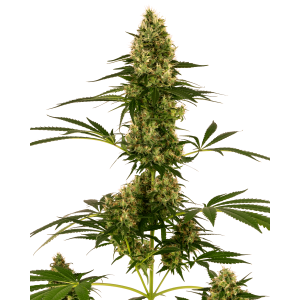 Sensi Seeds Blue Bullet Auto