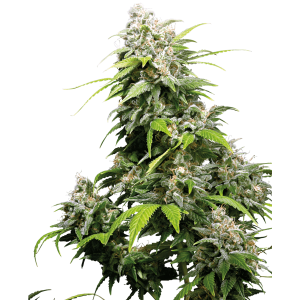 Sensi Seeds California Indica