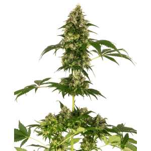 Sensi Seeds Cobalt Haze (Sensi #11)
