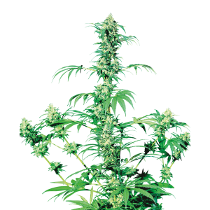 Sensi Seeds Early Girl