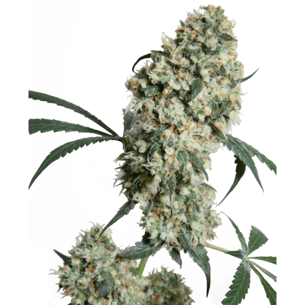 Sensi Seeds Ed Rosenthal Super Bud