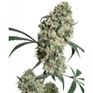 Sensi Seeds Ed Rosenthal Super Bud
