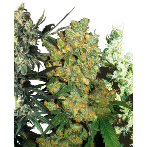 Sensi Seeds Feminised Mix
