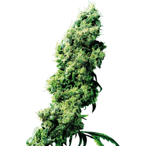 Sensi Seeds Four Way
