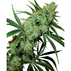 Sensi Seeds Fruity Juice
