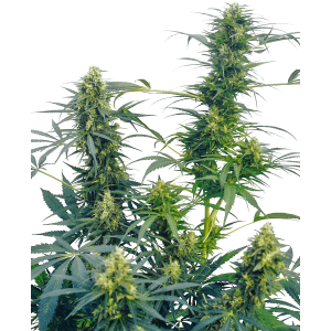 Sensi Seeds Guerrillas Gusto