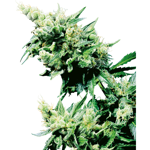Sensi Seeds Hash Plant