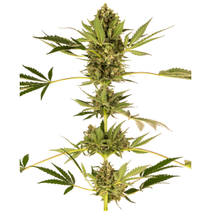 Sensi Seeds Himalayan CBD (Sensi #49)