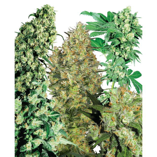 Sensi Seeds Indoor Mix