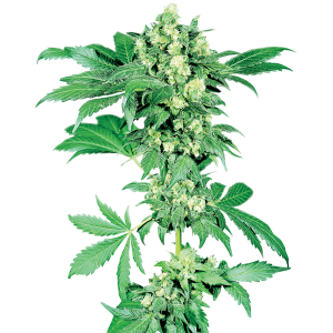 Sensi Seeds Maple Leaf Indica