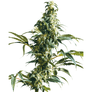 Sensi Seeds Mexican Sativa