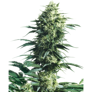 Sensi Seeds Mothers Finest