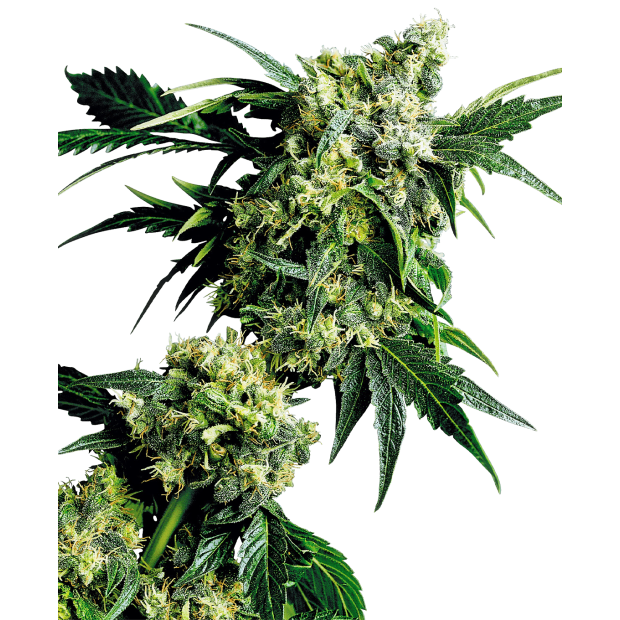 Sensi Seeds Mr. Nice G13 X Hash Plant