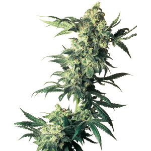 Sensi Seeds Northern Lights