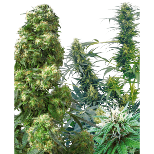 Sensi Seeds Outdoor Mix