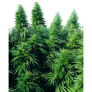 Sensi Seeds Ruderalis Skunk