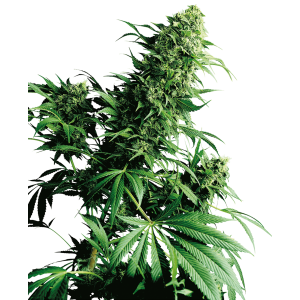 Sensi Seeds Shiva Shanti