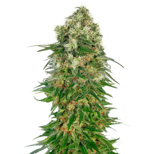 Sensi Seeds Shiva Skunk Auto