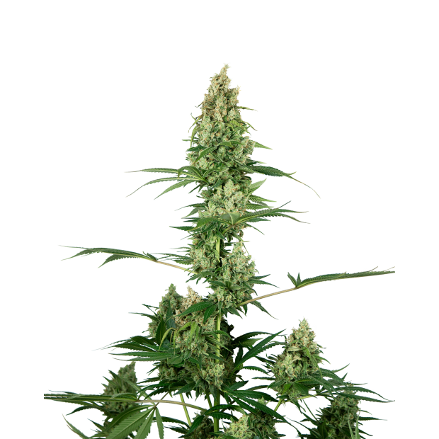 Sensi Seeds Silver Fire