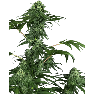 Sensi Seeds Research 420 Punch