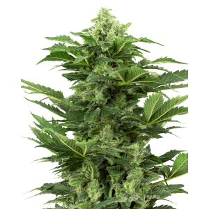 Sensi Seeds Research Afghan Pearl CBD Auto