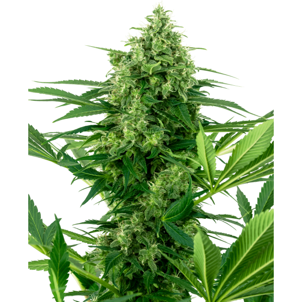 Sensi Seeds Research Banana Frosting