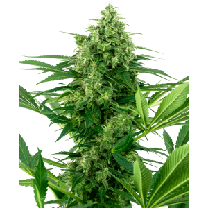 Sensi Seeds Research Banana Frosting