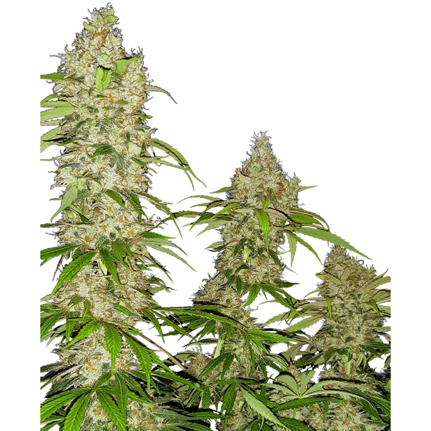 Sensi Seeds Research Banana Kush Cake