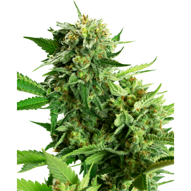Sensi Seeds Research Blackberry Cake