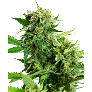Sensi Seeds Research Blackberry Cake