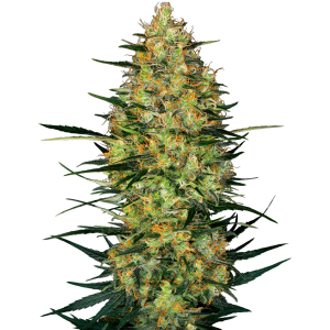 Sensi Seeds Research Caramellow Kush Auto