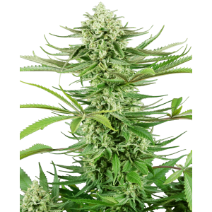 Sensi Seeds Research Cashew Kush