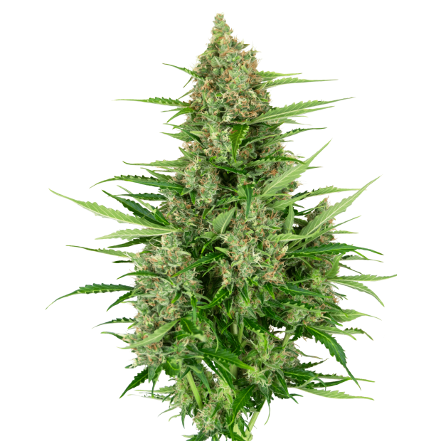 Sensi Seeds Research Double Kush Cake Auto